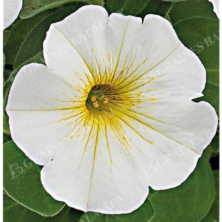 PÉTUNIA x ATKINSIANA BEAUTICAL® TRIO