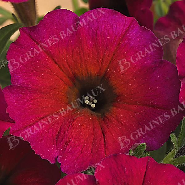 PÉTUNIA x ATKINSIANA BEAUTICAL® TRIO
