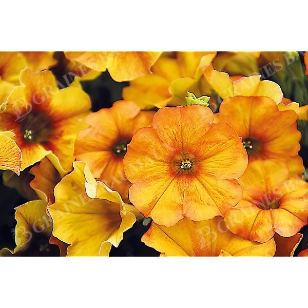PÉTUNIA x ATKINSIANA BEAUTICAL® TRIO