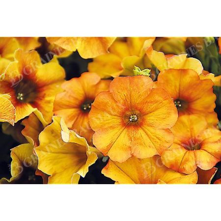 PÉTUNIA x ATKINSIANA BEAUTICAL® TRIO