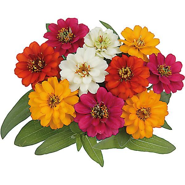 ZINNIA NAIN PROFUSION DOUBLE MIX