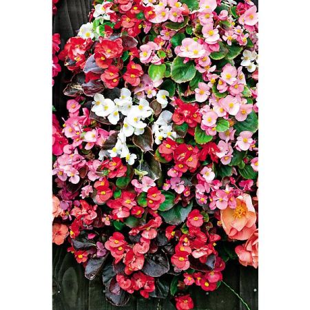 BÉGONIA sempervirens F1 ORGANDY