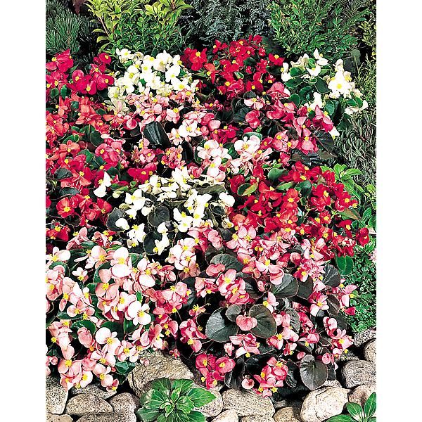 BÉGONIA sempervirens F1 ORGANDY