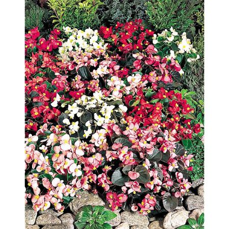 BÉGONIA sempervirens F1 ORGANDY