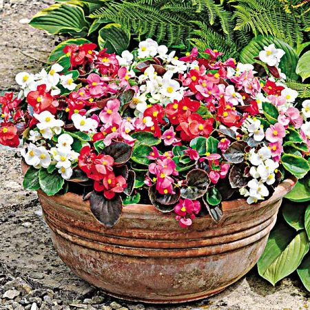 BÉGONIA sempervirens F1 ORGANDY
