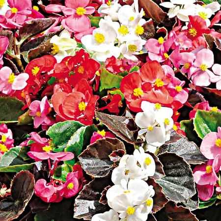 BÉGONIA sempervirens F1 ORGANDY