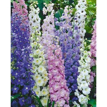 DELPHINIUM MAGIC FOUNTAINS MIX de belles couleurs