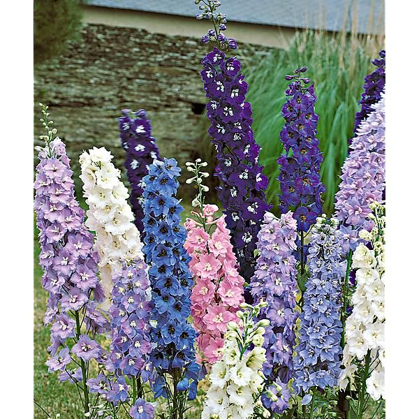 DELPHINIUM MAGIC FOUNTAINS MIX de belles couleurs
