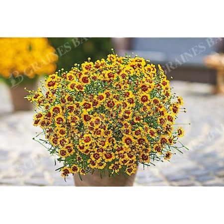 CORÉOPSIS vert. CORLEONE RED & YELLOW