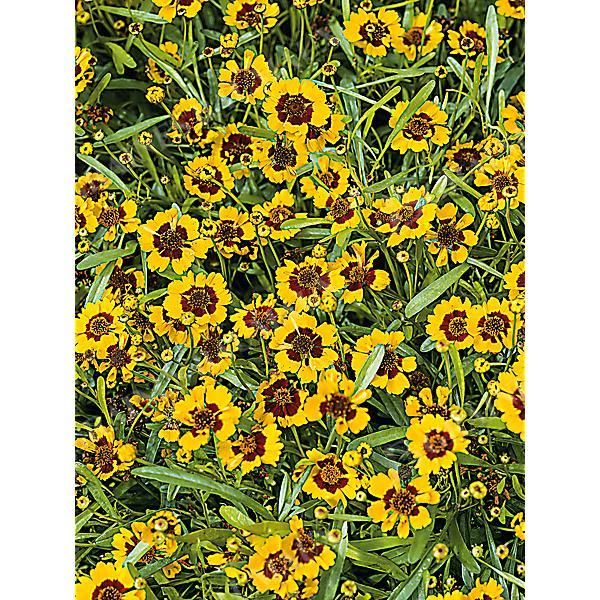 CORÉOPSIS vert. CORLEONE RED & YELLOW