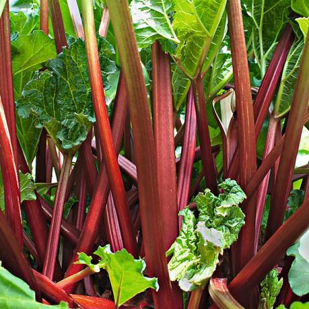 RHUBARBE LIVINGSTONE (rheum barbateum)