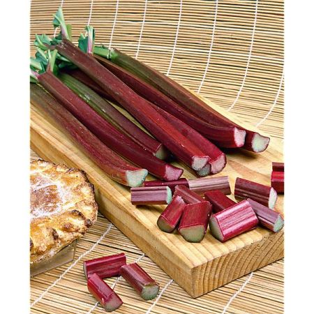 RHUBARBE LIVINGSTONE (rheum barbateum)