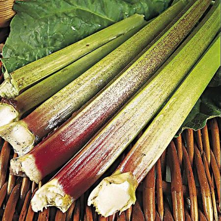 RHUBARBE GOLIATH