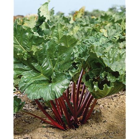 RHUBARBE GOLIATH