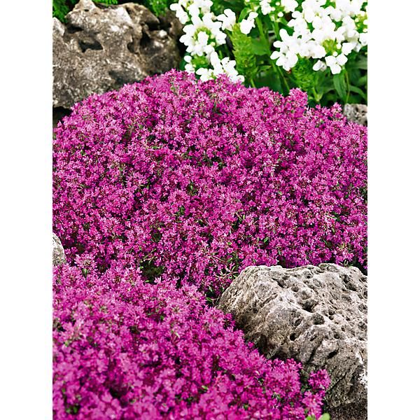 THYM CREEPING RED (thymus praecox)