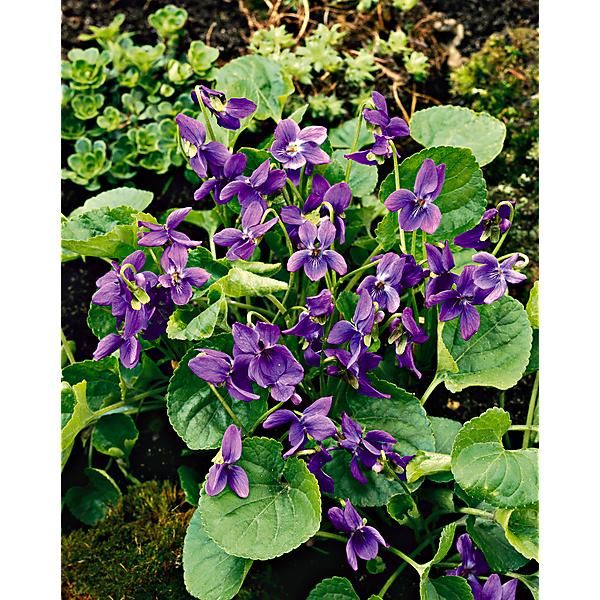 VIOLETTE odorata REINE CHARLOTTE