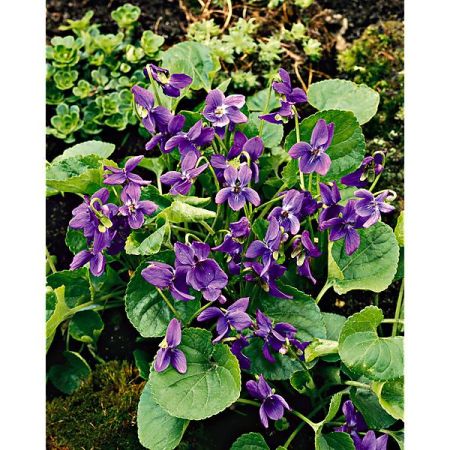VIOLETTE odorata REINE CHARLOTTE