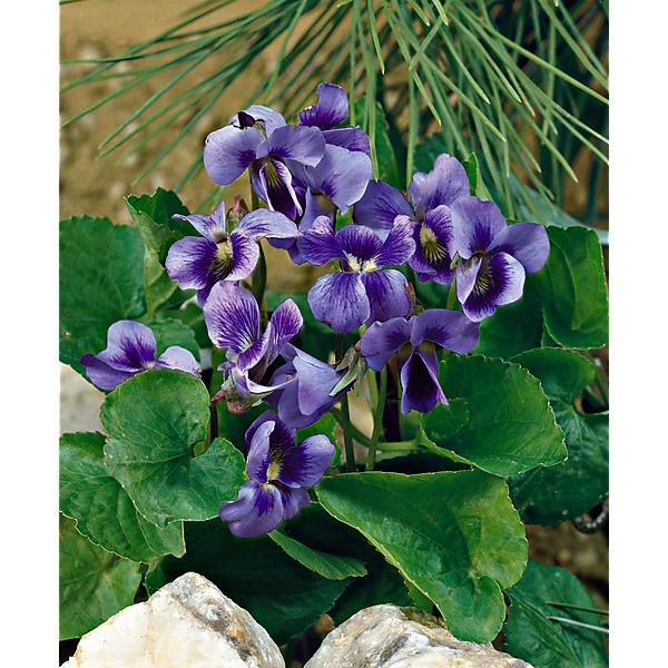 VIOLETTE odorata REINE CHARLOTTE