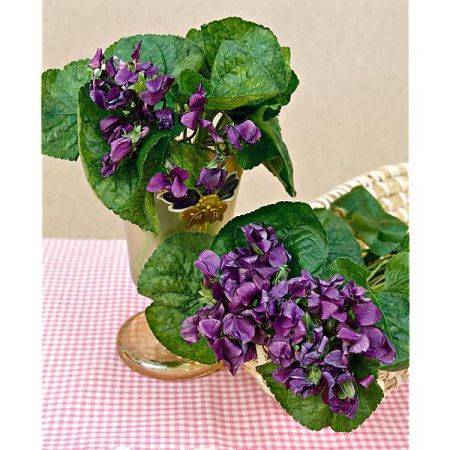VIOLETTE odorata REINE CHARLOTTE
