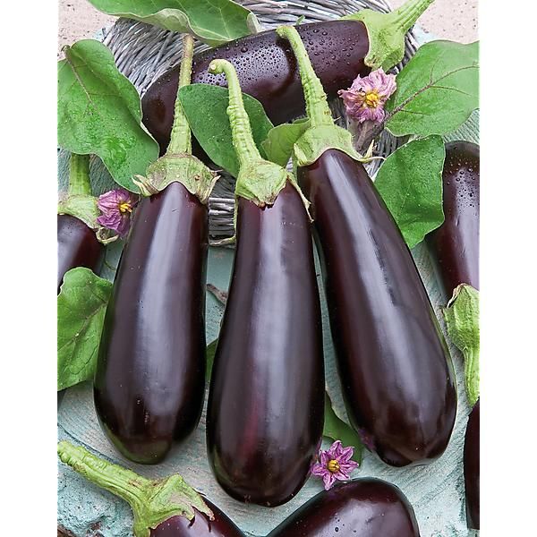 AUBERGINE greffée F1 ABRIVADO