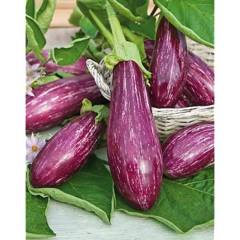 AUBERGINE F1 RIADO