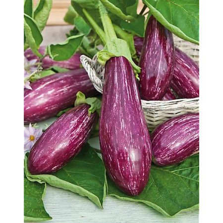 AUBERGINE F1 RIADO
