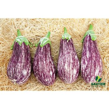 AUBERGINE F1 RIADO 2
