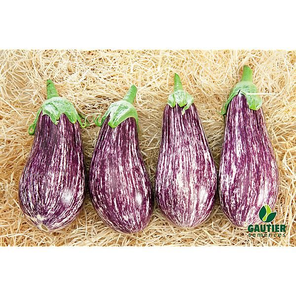 AUBERGINE F1 RIADO