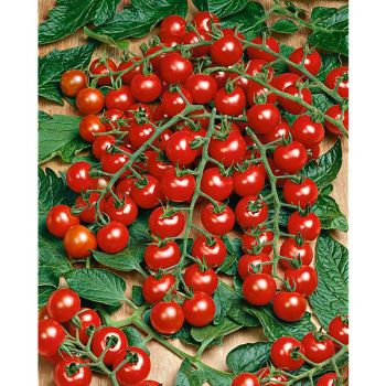 TOMATE F1 PERLINO