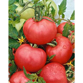 TOMATE ROSE DE BERNE