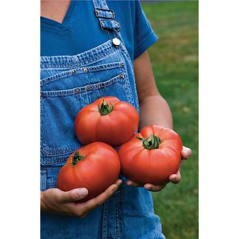 TOMATE F1 GIGANTOMO