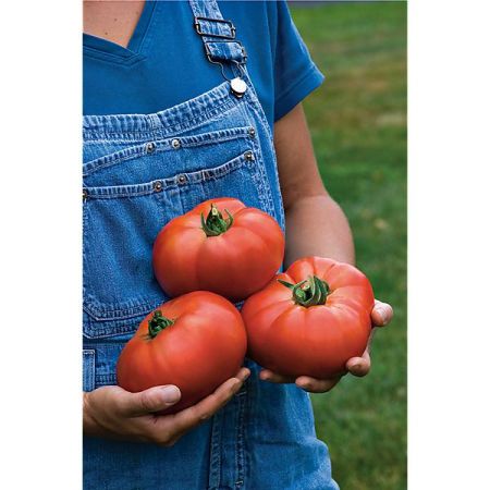 TOMATE F1 GIGANTOMO