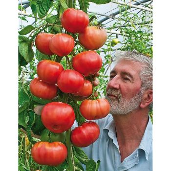 TOMATE F1 SPARTA 2