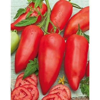 TOMATE F1 CORNABEL