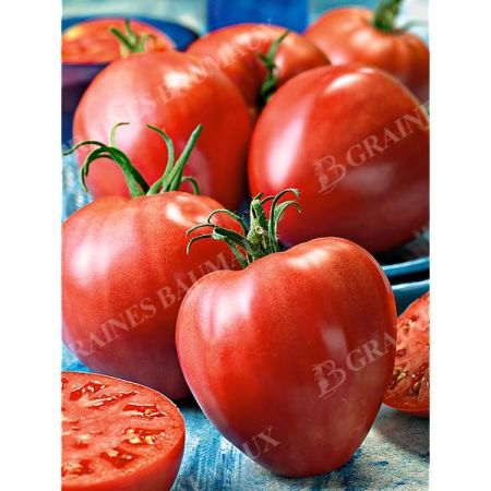 TOMATE CŒURDETORO® (F1 AS de CŒUR)
