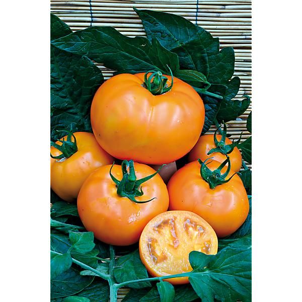 TOMATE F1 TAIYO