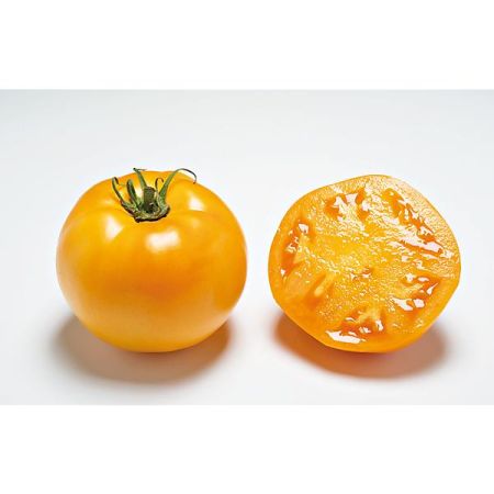 TOMATE F1 TAIYO