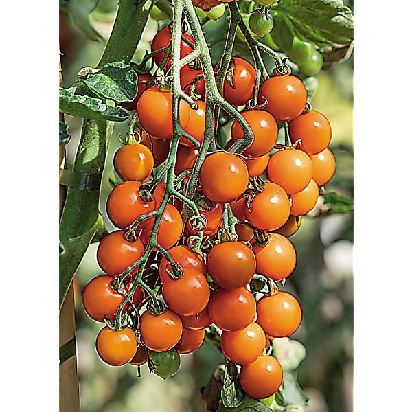 TOMATE cerise F1 GOLDWIN