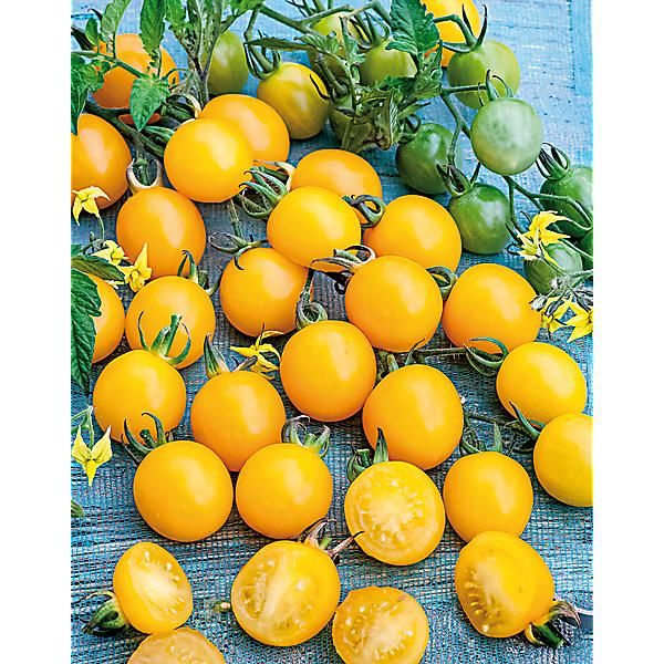 TOMATE cerise F1 GOLDWIN