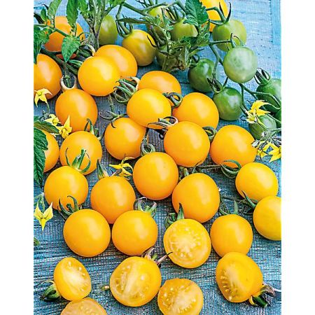 TOMATE cerise F1 GOLDWIN