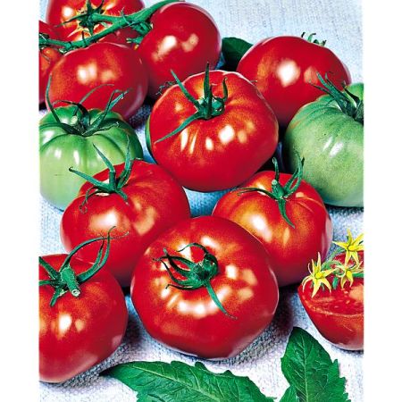 TOMATE SAINT PIERRE