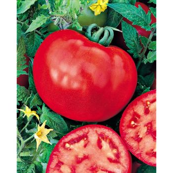 TOMATE SAINT PIERRE 2