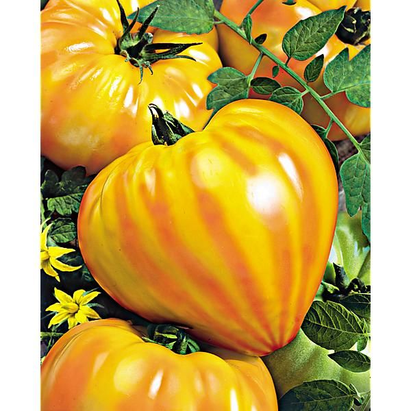 TOMATE F1 GOURMANSUN