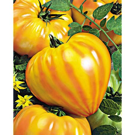 TOMATE F1 GOURMANSUN
