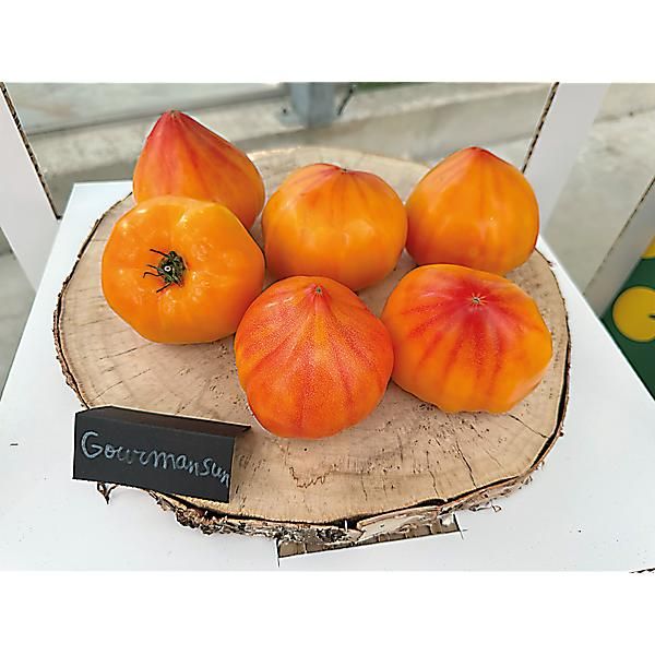 TOMATE F1 GOURMANSUN
