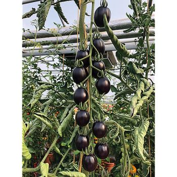 TOMATE cerise MIRADO® BLACK