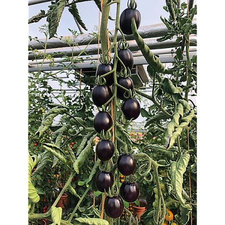 TOMATE cerise MIRADO® BLACK