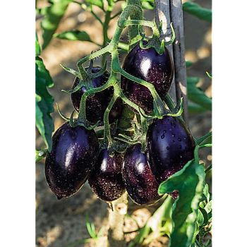 TOMATE cerise MIRADO® BLACK 2