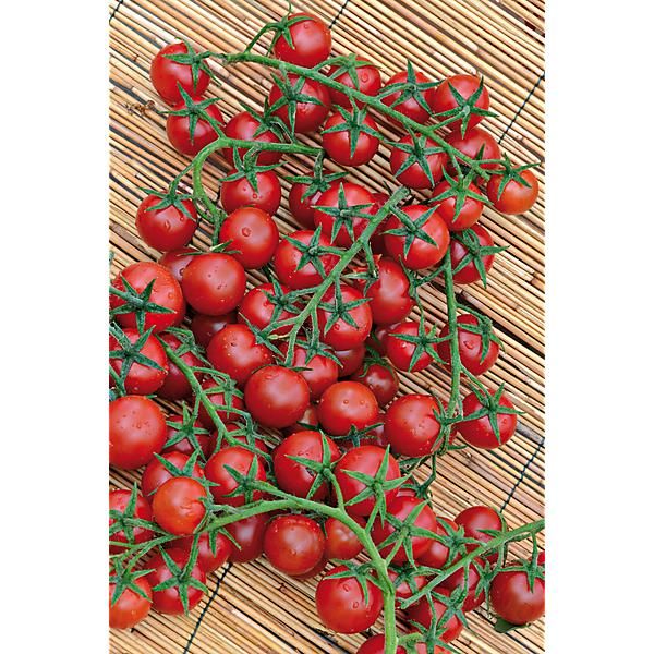 TOMATE SWEET APERITIF