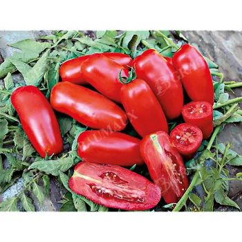 TOMATE F1 CENTOPERCENTO